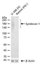 CD138 Antibody in Western Blot (WB)