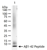 Amyloid beta 42 Antibody in Western Blot (WB)