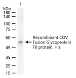 CDV Fusion glycoprotein F0 Monoclonal Antibody (4F2)