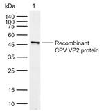 Canine Parvovirus VP2 Monoclonal Antibody (4G2)