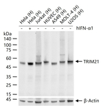 TRIM21 Antibody in Western Blot (WB)