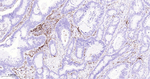 HLA-DRA Antibody in Immunohistochemistry (Paraffin) (IHC (P))