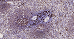 HLA-DRA Antibody in Immunohistochemistry (Paraffin) (IHC (P))