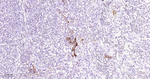HLA-DRA Monoclonal Antibody (30C2)