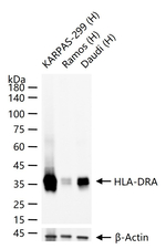 HLA-DRA Antibody in Western Blot (WB)