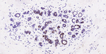 FASN Antibody in Immunohistochemistry (Paraffin) (IHC (P))