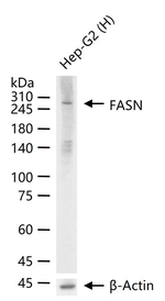 FASN Antibody in Western Blot (WB)
