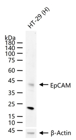 EpCAM Monoclonal Antibody (10A8)