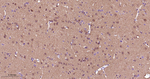 PIN1 Antibody in Immunohistochemistry (Paraffin) (IHC (P))
