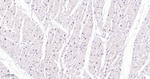 PIN1 Antibody in Immunohistochemistry (Paraffin) (IHC (P))