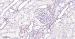 PIN1 Antibody in Immunohistochemistry (Paraffin) (IHC (P))