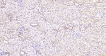 PIN1 Antibody in Immunohistochemistry (Paraffin) (IHC (P))