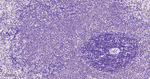 PIN1 Antibody in Immunohistochemistry (Paraffin) (IHC (P))