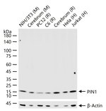 PIN1 Antibody in Western Blot (WB)