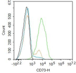 CD73 Antibody in Flow Cytometry (Flow)