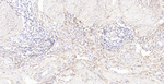 CD73 Monoclonal Antibody (4C3)