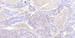 CD73 Antibody in Immunohistochemistry (Paraffin) (IHC (P))