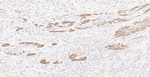 CD73 Antibody in Immunohistochemistry (Paraffin) (IHC (P))