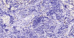 CD73 Antibody in Immunohistochemistry (Paraffin) (IHC (P))