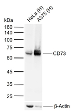CD73 Antibody in Western Blot (WB)