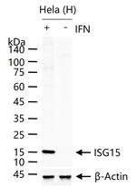 ISG15 Monoclonal Antibody (1C3)