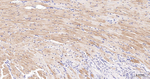 PGK1 Antibody in Immunohistochemistry (Paraffin) (IHC (P))