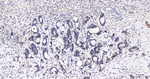 PGK1 Monoclonal Antibody (6C1)