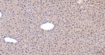 PGK1 Antibody in Immunohistochemistry (Paraffin) (IHC (P))