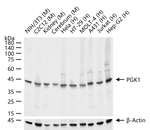 PGK1 Antibody in Western Blot (WB)