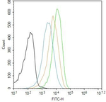 EZH2 Antibody in Flow Cytometry (Flow)
