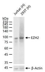 EZH2 Antibody in Western Blot (WB)