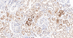 LAMP2 Antibody in Immunohistochemistry (Paraffin) (IHC (P))