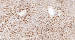 LAMP2 Antibody in Immunohistochemistry (Paraffin) (IHC (P))