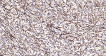 LAMP2 Antibody in Immunohistochemistry (Paraffin) (IHC (P))