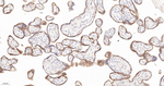 LAMP2 Antibody in Immunohistochemistry (Paraffin) (IHC (P))