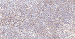 LAMP2 Monoclonal Antibody (L3G4)