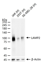 LAMP2 Antibody in Western Blot (WB)
