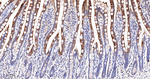 CYP3A4 Monoclonal Antibody (D12E2)