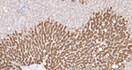 CYP3A4 Antibody in Immunohistochemistry (Paraffin) (IHC (P))