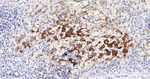 CYP3A4 Antibody in Immunohistochemistry (Paraffin) (IHC (P))