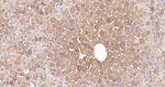 CYP3A4 Antibody in Immunohistochemistry (Paraffin) (IHC (P))