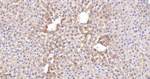 CYP3A4 Antibody in Immunohistochemistry (Paraffin) (IHC (P))