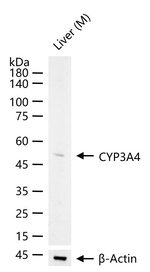 CYP3A4 Antibody in Western Blot (WB)