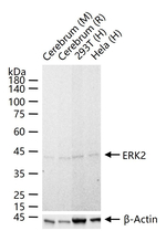 ERK2 Monoclonal Antibody (D2F12)