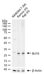 BCL-10 Antibody in Western Blot (WB)