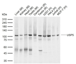 USP5 Monoclonal Antibody (H4Y13)