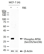 S6 Monoclonal Antibody (J88A1)