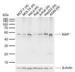 XIAP Monoclonal Antibody (D1G6)