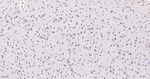 Lamin A/C Antibody in Immunohistochemistry (Paraffin) (IHC (P))