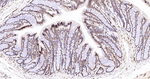 Lamin A/C Antibody in Immunohistochemistry (Paraffin) (IHC (P))